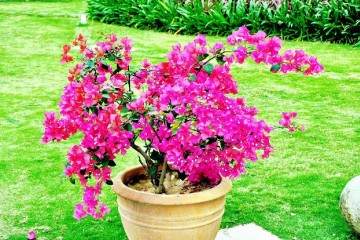 三角梅盆栽换盆移栽后叶子蔫了怎么办？