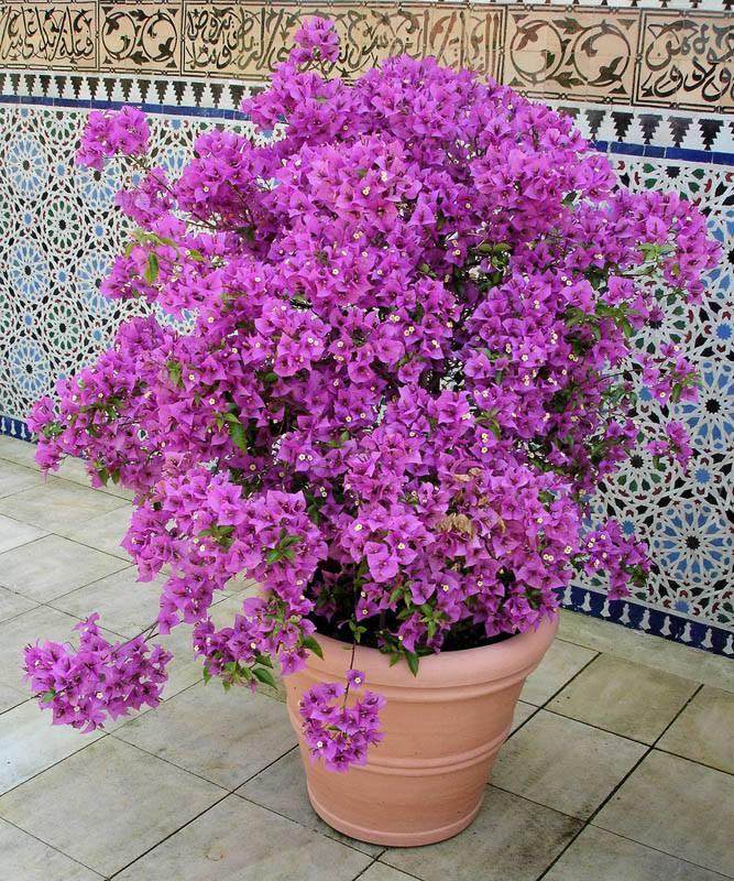 三角梅盆栽换盆的5个注意事项