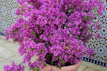 三角梅盆栽换盆的5个注意事项 图片