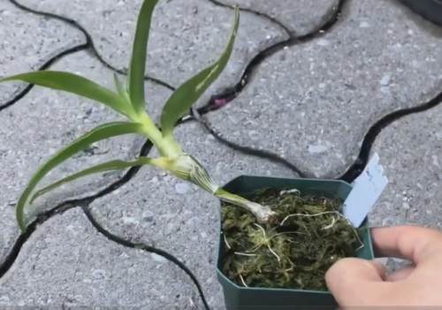 石斛兰怎么换盆1