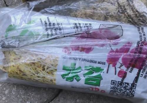 石斛兰怎么换盆5