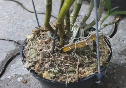 石斛兰怎么换盆6