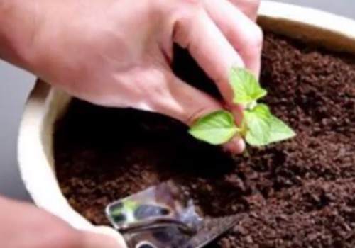 盆栽换盆后的旧盆旧土怎么处理