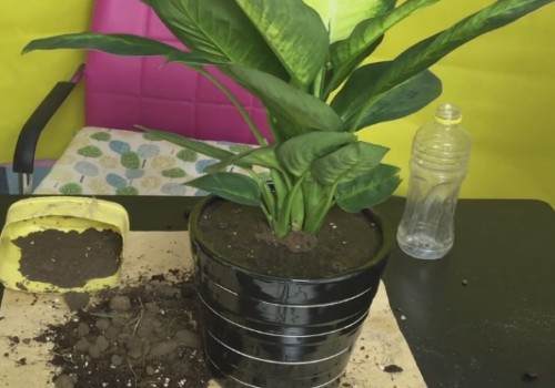 万年青秋季可以换盆吗 怎么换盆