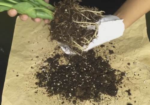 万年青秋季可以换盆吗 怎么换盆2