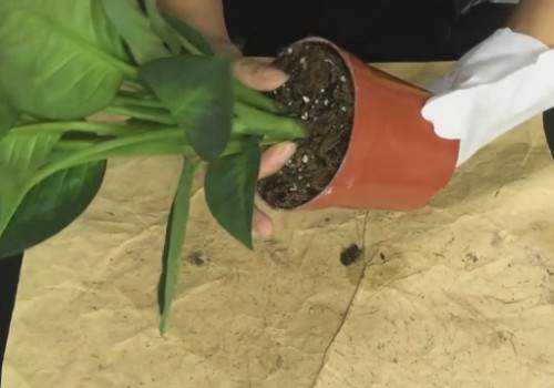 万年青秋季可以换盆吗 怎么换盆1