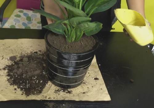 万年青秋季可以换盆吗 怎么换盆3