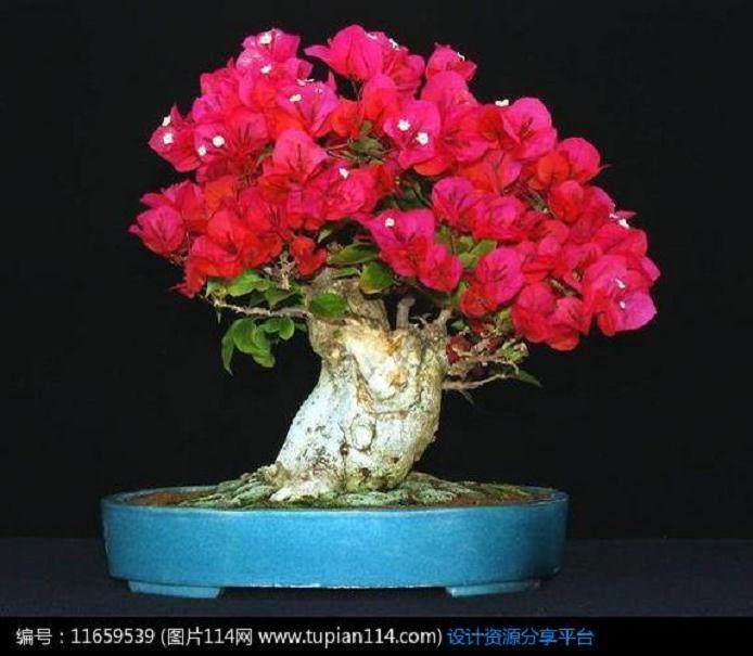 三角梅盆栽换盆叶子全蔫了的5个原因