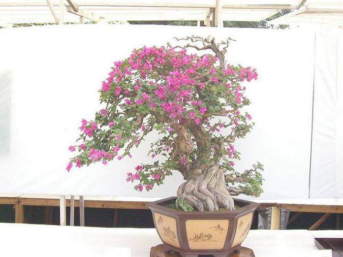 三角梅盆栽换盆伤根能活吗?