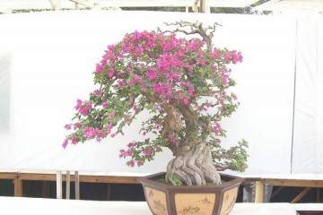 三角梅盆栽换盆伤根能活吗 图片