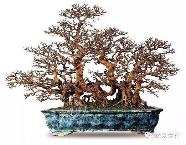 盆栽雀梅建议每年进行一次换盆换土操作