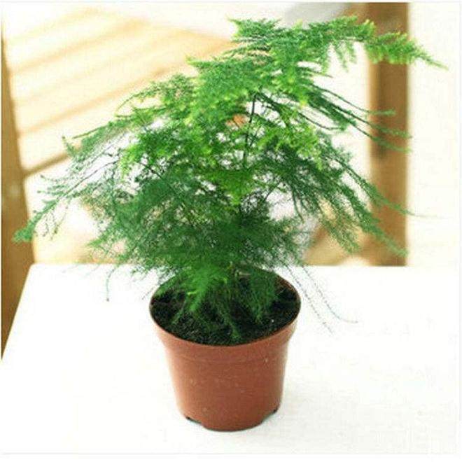 文竹盆栽换盆后 要立即浇水吗?