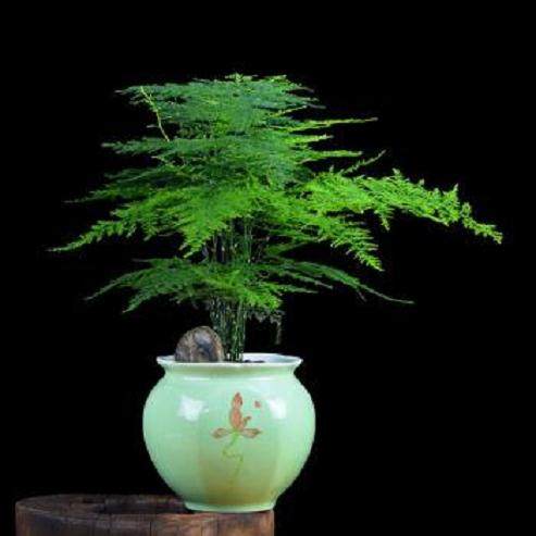 盆栽文竹 每年进行一次换盆比较合适!