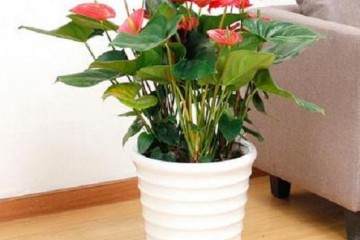 红掌盆栽换盆需要剪根修根吗 图片