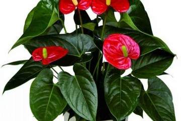 夏季给红掌盆栽换盆不容易成活的3个因素