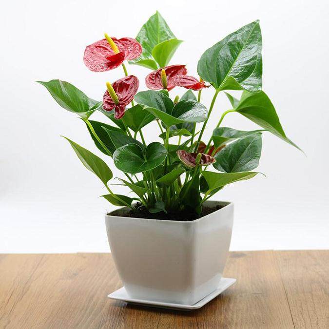 为什么定期换盆换土对于盆栽红掌至关重要?