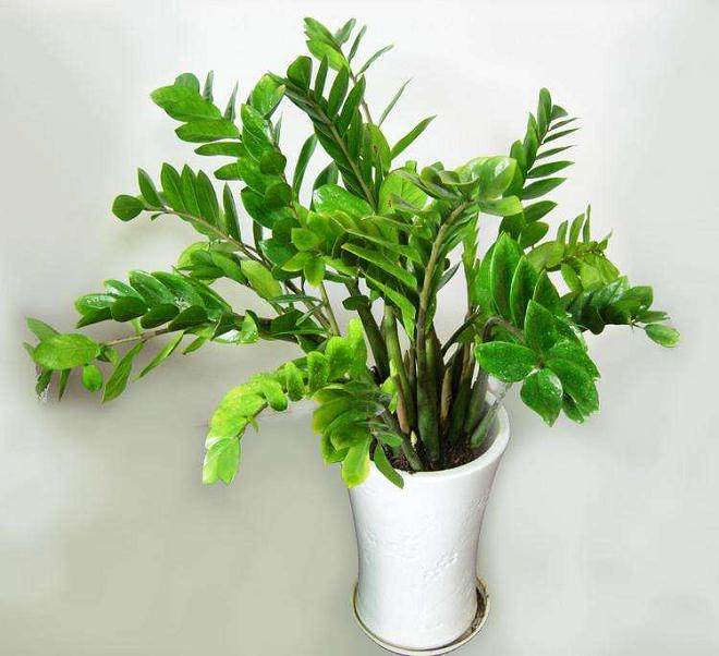 金钱树盆栽换盆后需要浇水吗?