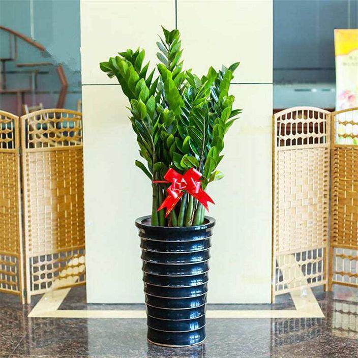 金钱树什么季节换盆好 几月换盆最好?