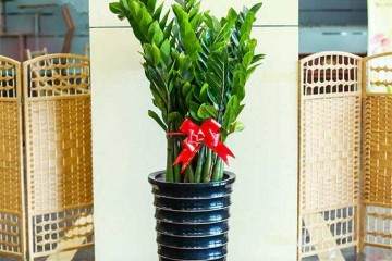 金钱树盆栽什么季节换盆好 几月换盆最好？