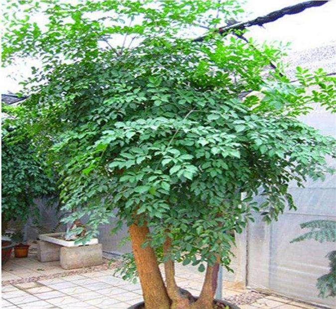 幸福树盆栽换盆用什么土最好?