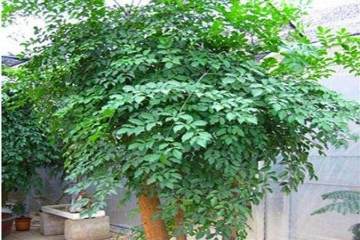 幸福树盆栽换盆用什么土最好 图片