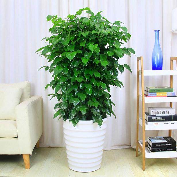 幸福树盆栽 一般需要每隔2年进行一次换盆