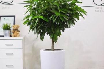 平安树盆栽换盆后叶子下垂 有4个原因