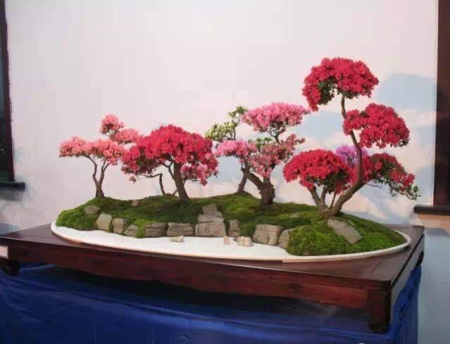 给夏鹃盆景换盆的4个步骤 你做到了吗?