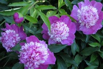 芍药盆栽在夏季可以换盆吗 图片