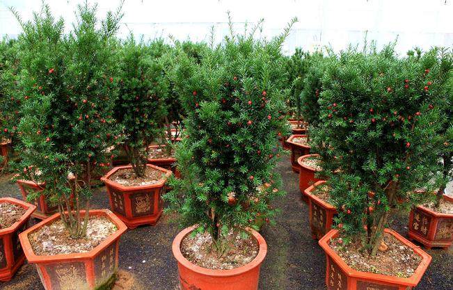 红豆杉盆景换盆后 枝干枯萎 有4个原因