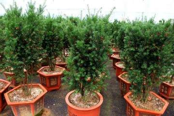 红豆杉盆景换盆后 枝干枯萎 有4个原因