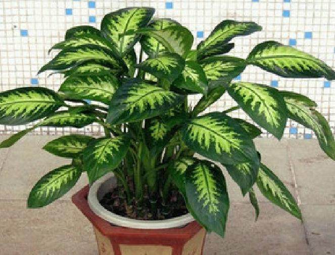 在曲阜哪里可以批发花卉盆景？