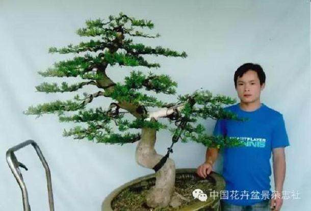 罗汉松盆景换盆的4个注意事项