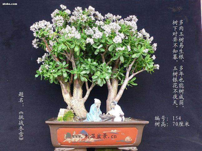 给玉树盆栽换盆的5个步骤