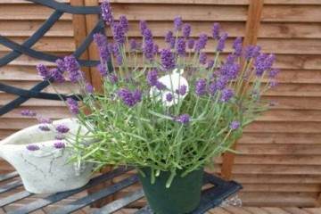 图解 给薰衣草盆栽换盆的4个步骤 图片