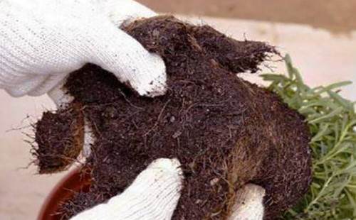 薰衣草换盆方法图解3