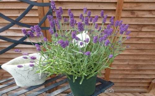 薰衣草怎样换盆