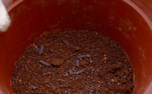 薰衣草换盆方法图解2