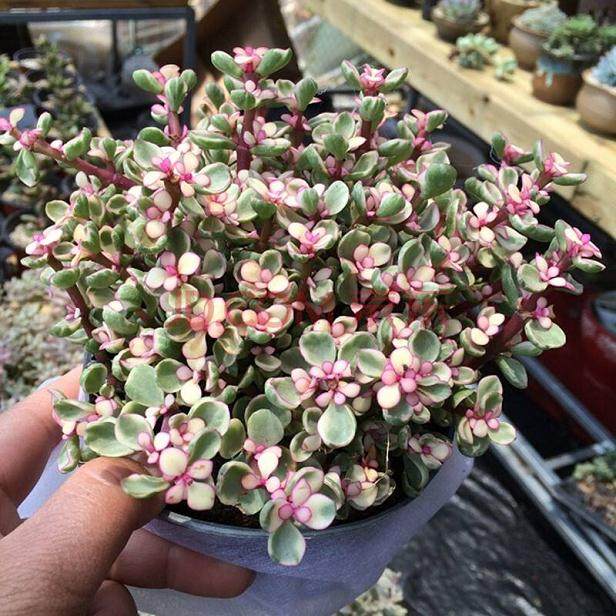 给多肉植物雅乐之舞换盆的4个步骤