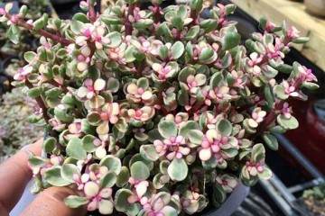 给多肉植物雅乐之舞换盆的4个步骤