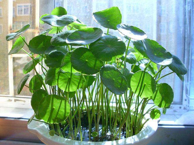 铜钱草盆栽换盆的6个步骤