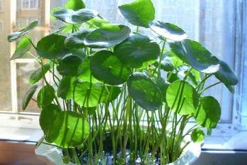 铜钱草盆栽换盆的6个步骤 图片