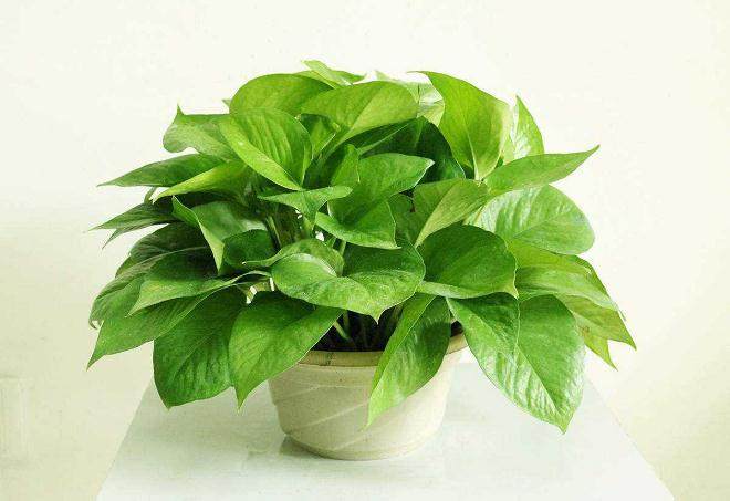 如何防治绿萝换盆之后不 蔫了?