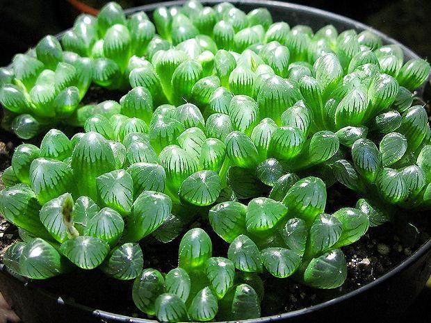 为什么多肉玉露换盆后 有缓根的过程？