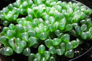 为什么多肉玉露换盆后 有缓根的过程