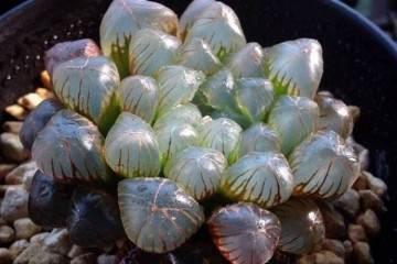 玉露多肉在换盆时 会出现的3种情况