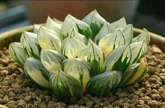 一般玉露多肉在换盆后 几天后可以浇水?