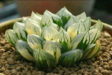 一般玉露多肉在换盆后 几天后可以浇水