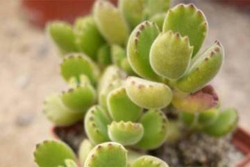 熊童子多肉换盆后 几天后可以浇水