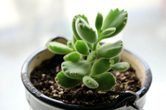 熊童子多肉换盆该注意什么?